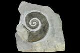 Cretaceous Ammonite (Crioceratites) Fossil - France #153136-1